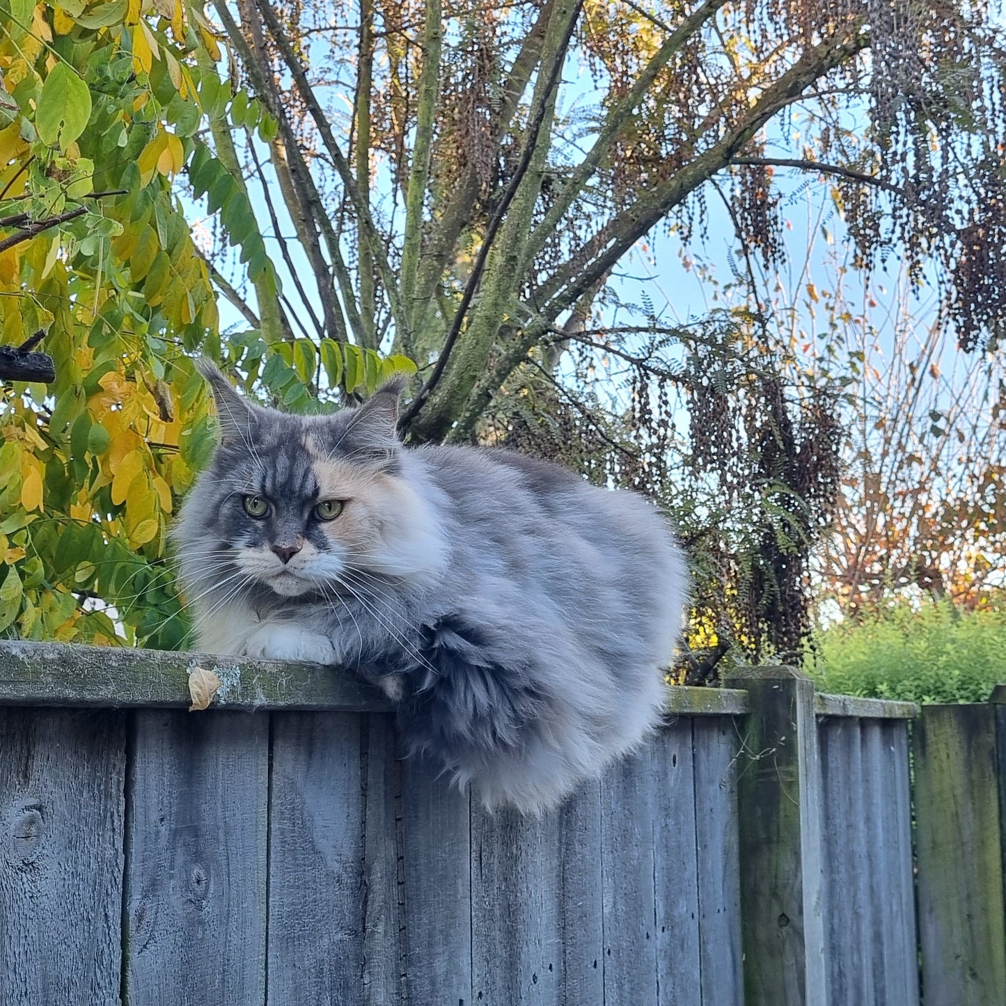maine coon on a fence for sale
